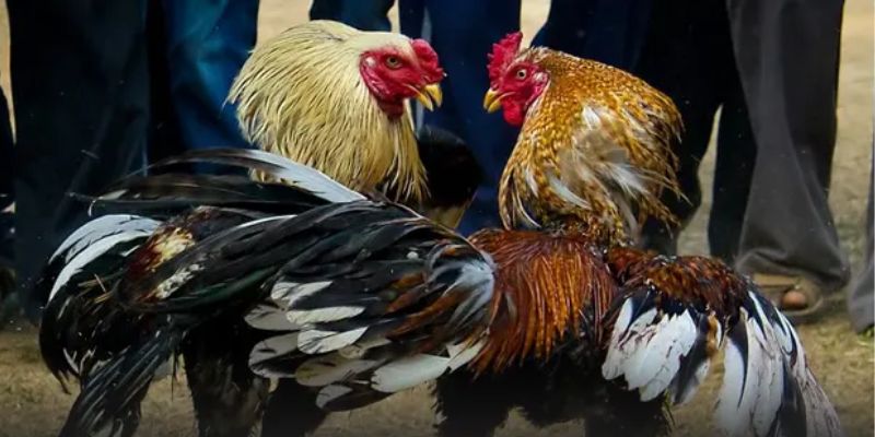 Những yếu tố nổi bật khi đến với đá gà GA28