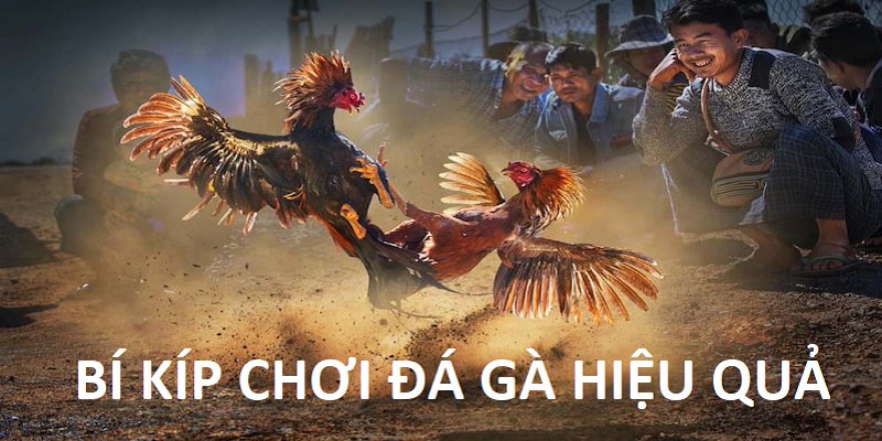 Cần nắm vững phong độ của chiến kê để đặt cược hiệu quả