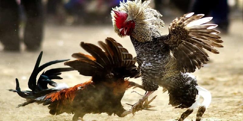 Đá gà là trò chơi hấp dẫn giúp bạn kiếm tiền thả ga