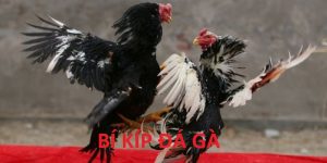 Bí Kíp Đá Gà