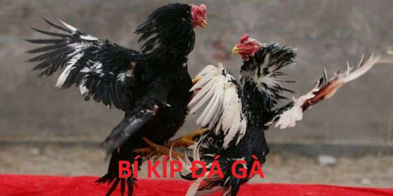 Bí Kíp Đá Gà